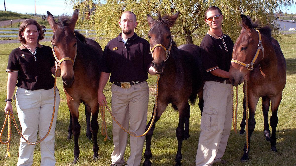 Three cloned mules with three Idaho researchers, mules from left to right are Idaho Star, 犹他州的先锋, 爱达荷州的宝石