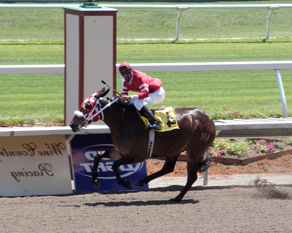 Jockey racing on 爱达荷州的宝石 at the Sonoma Fair in 2006, "UI" on cloned mule to represent 365滚球官网
